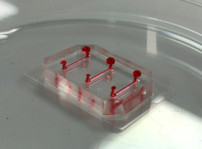 PDMS/glass microfluidic device used to create blood vessel-on-chip models, filled with red ink to visualize the microchannels.