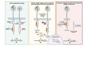 Rémi Tellier et al., Cancer Res, 2026